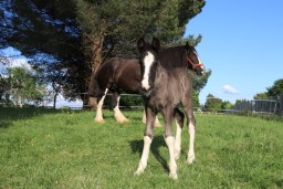 Sweet Giant Shire : Orva et son poulain Kasper